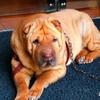 la mascotte Rudi