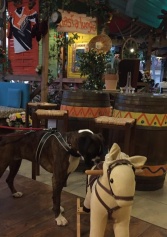 6 Locali... Da Cani! Ovvero, I Locali Dog-friendly Di Treviso E Provincia Dove Puoi Andare Anche Con Il Tuo Amico A 4 Zampe | 2night Eventi Treviso 6 Locali... Da Cani! Ovvero, I Locali Dog-friendly Di Treviso E Provincia Dove Puoi Andare Anche Con Il Tuo Amico A 4 Zampe | 2night Eventi Treviso