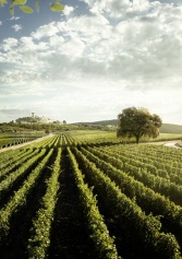 altroché Vinello Da Pasto. I 10 Migliori Vini Italiani Del 2018 | 2night Eventi altroché Vinello Da Pasto. I 10 Migliori Vini Italiani Del 2018 | 2night Eventi