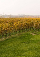 Degustando L'opera: Cena E Musica Lirica In Villa Serego Alighieri | 2night Eventi Verona Degustando L'opera: Cena E Musica Lirica In Villa Serego Alighieri | 2night Eventi Verona