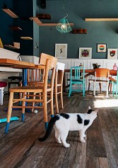 se Ancora Non L'hai Fatto, Ecco Perché Andare Ad Un Cat Cafè | 2night Eventi se Ancora Non L'hai Fatto, Ecco Perché Andare Ad Un Cat Cafè | 2night Eventi