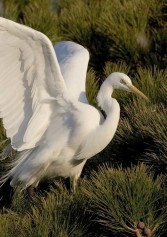 La Giornata Delle Oasi Wwf 2018: Tutti Gli Eventi | 2night Eventi La Giornata Delle Oasi Wwf 2018: Tutti Gli Eventi | 2night Eventi