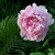 La Fioritura della Peonia a Vitorchiano...