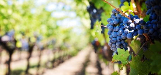É Finalmente Pronto il Vino Novello! Degustazione a Montesilvano É Finalmente Pronto il Vino Novello! Degustazione a Montesilvano
