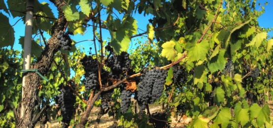 Appuntamento Enogastronomico, Seconda Edizione Divino Nordest Appuntamento Enogastronomico, Seconda Edizione Divino Nordest