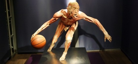 La mostra di cui tutti parlano: Real Bodies La mostra di cui tutti parlano: Real Bodies