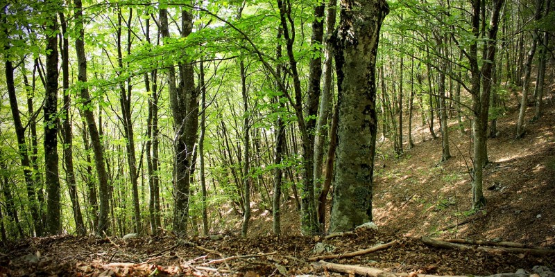 foresta alberi natura