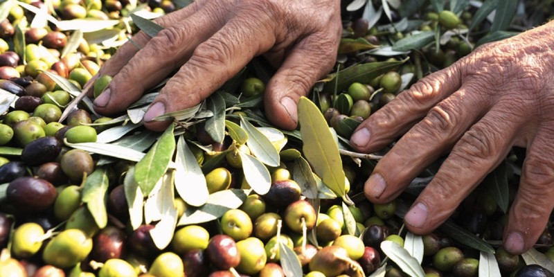 raccolta olive