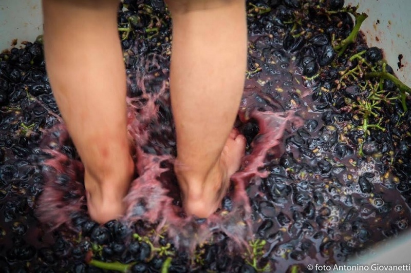 vendemmia pescara