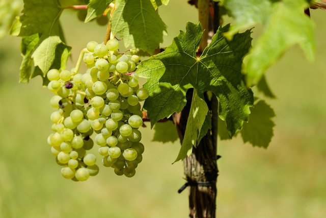 sagre di settembre in veneto