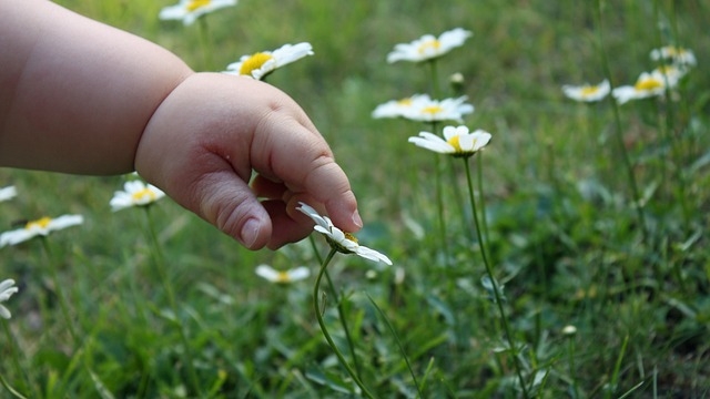 mano bambino fiore gentile