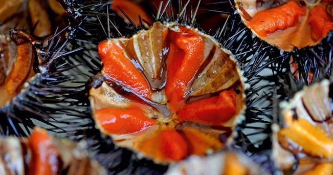 ricci di mare