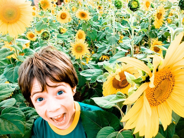 girasoli bambino sorride https://www.flickr.com/photos/jvc/4600994701/in/photolist-81ziqr-b7iyt-jwoens-pisf3z-qmywzn-acf1na-ndvykt-n9nt8j-3fm2bj-atpmgf-nbtnfk-5zca3u-n9nkuf-n9ncze-pqkubq-omqz2w-3fcpxa-o6u3dd-5wxsi2-q5wzpy-q5vabj-5cb1zu-7cyu3a-jwnfk1-j3gnpp-d9y9c-pqgpfv-unckg-5gk5ot-6natyj-jwnwka-4y6gqu-3v79zz-a2qsd-dbgie-ok25hf-7awlac-zm6bl-9u1ouc-x4lsv-p2eekc-pq5vbc-pj81jy-qjmfk7-pxpsfo-pxpnaj-ottdai-8qpt9c-7njxkn-7xhyft