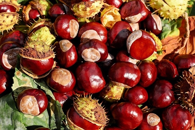 sagre del mese in veneto