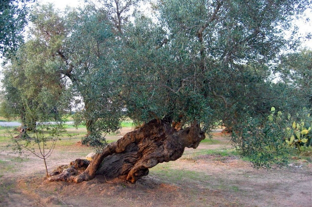migliori colori del salento