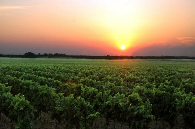 migliori vini salento