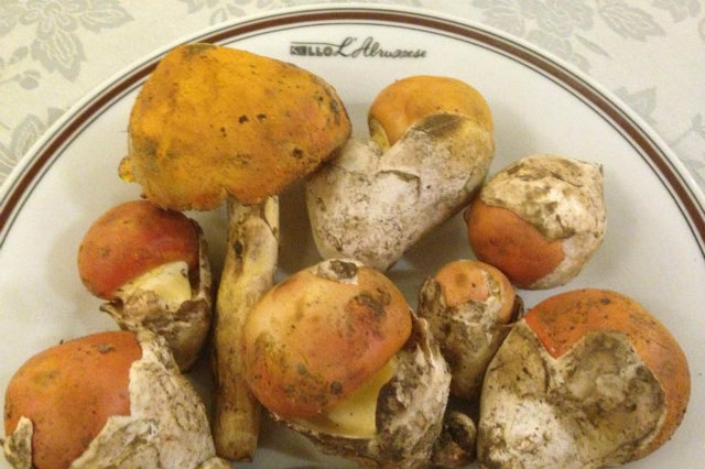 nello l'abruzzese ovoli funghi