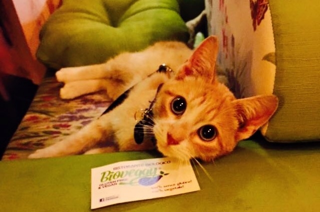 locali dog friendly firenze
bioveggy
https://www.facebook.com/bioveggyvegansenzaglutine/photos/a.456666297803142.1073741828.454411881361917/700468053422964/?type=3&theater