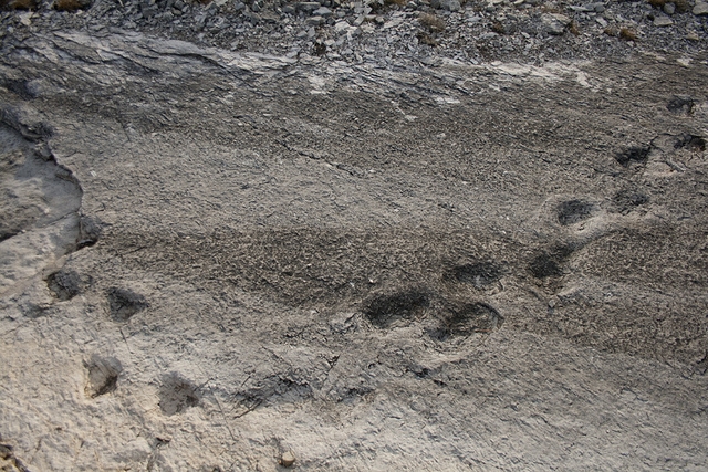 orme dinosauri foto di https://www.flickr.com/photos/querin/7463288860/
