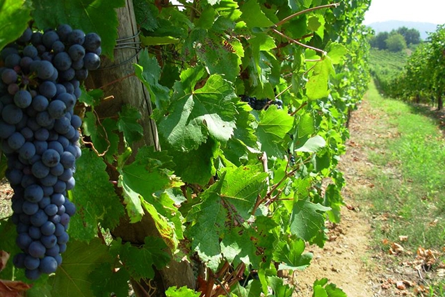 strada del vino dell'oltrepò pavese