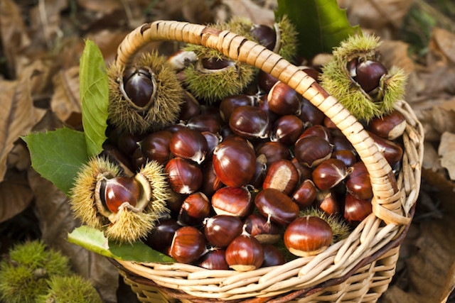castagnata castagne