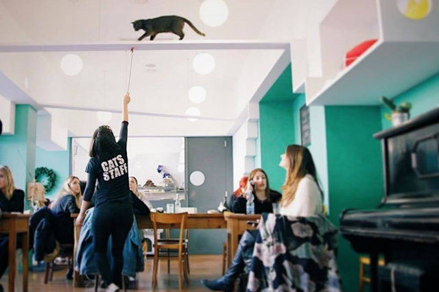 crazy cat cafe