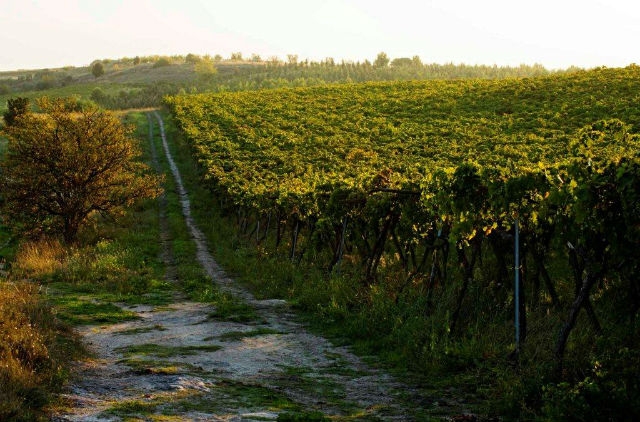 tenuta cefalicchio canosa di puglia strada dell'olio vino azienda agricola biodinamica ristorante