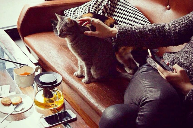 crazy cat cafe milano