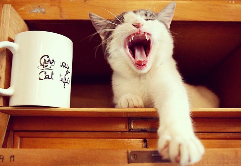 crazy cat cafè
