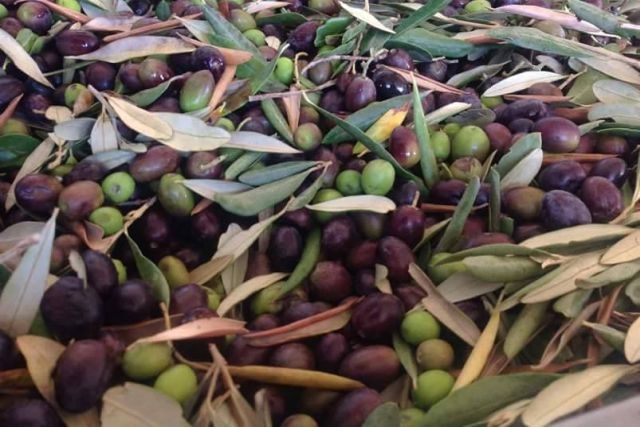 sagre novembre 2017 lazio festa olio nuovo