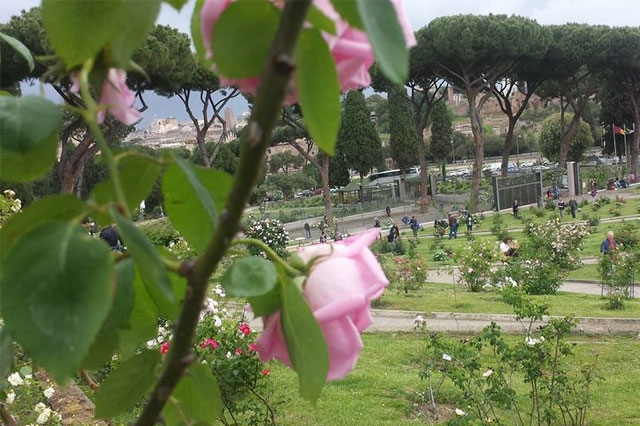 roseto comunale