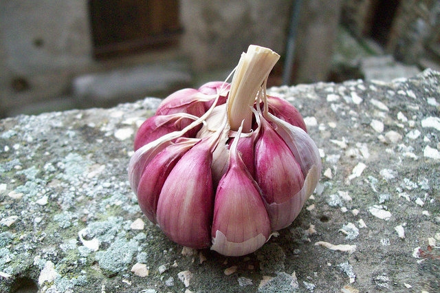 aglio foto di flickr cc