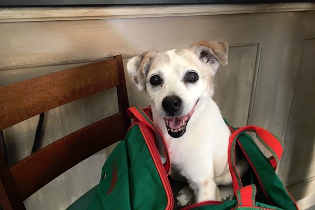 locali dog friendly firenze re matto
https://www.facebook.com/275604369299816/photos/a.275614362632150.1073741827.275604369299816/524600527733531/?type=3&theater