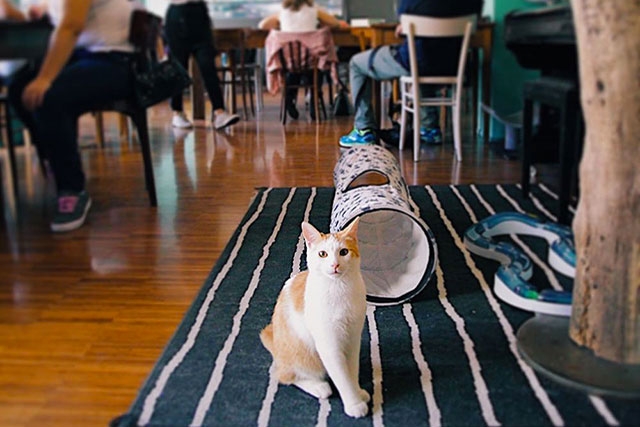 crazy cat