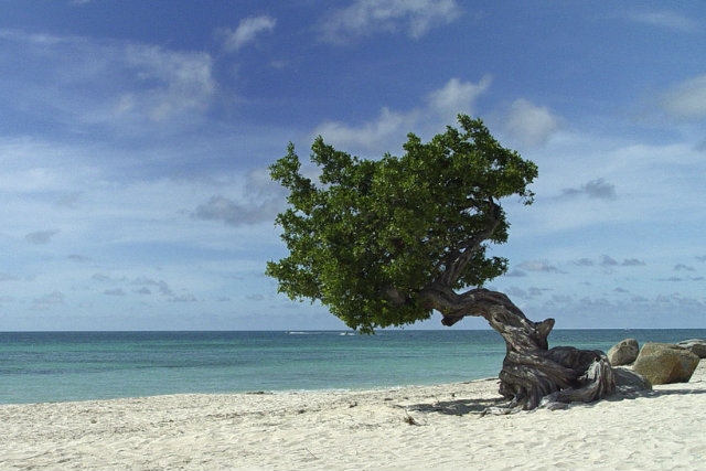 palm/eagle beach, aruba https://www.flickr.com/photos/sergemelki/2896884681/in/photolist-uf33oy-9ry1zv-5pzhtb-5pzhnk-74qnth-dg366m-6t6nud-74qokc-6mrfbn-5q4biw-c4frej-7pkrhj-5pzgev-5q4aps-ktpqy6-ktqmm9