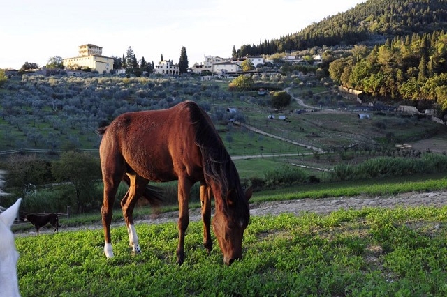 fattoria di maiano https://www.facebook.com/fattoria.dimaiano/photos/pb.322945327849721.-2207520000.1464259177./773207292823520/?type=3&theater
