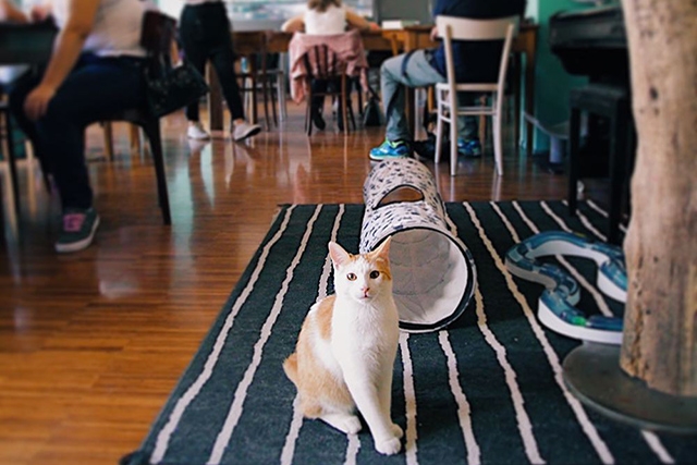 crazy cat cheesecake