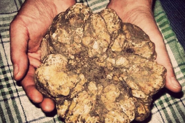 i migliori locali dove mangiare il tartufo a roma
https://www.facebook.com/167627516596990/photos/pb.167627516596990.-2207520000.1449835523./967620453264355/?type=3&theater
