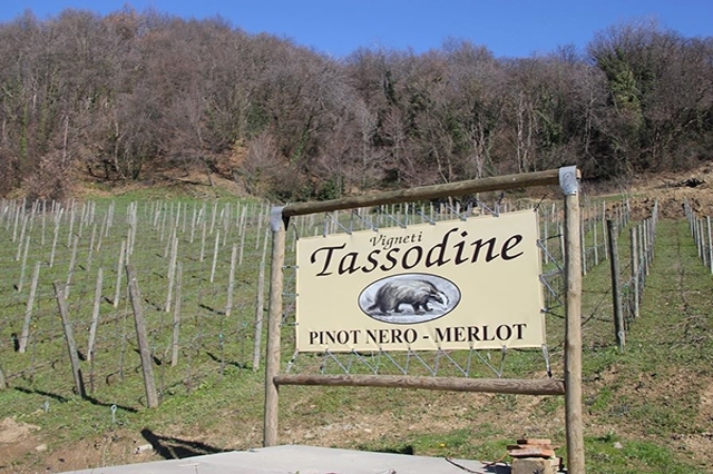 tassodine
