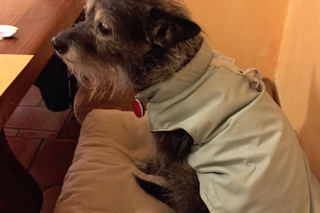 locali dog friendly i' brindellone firenze
https://www.facebook.com/photo.php?fbid=1425261407506826&set=a.258374470862198.69024.100000689423723&type=3&theater
