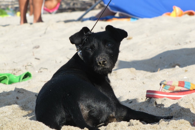 spiagge per cani pescara abruzzo